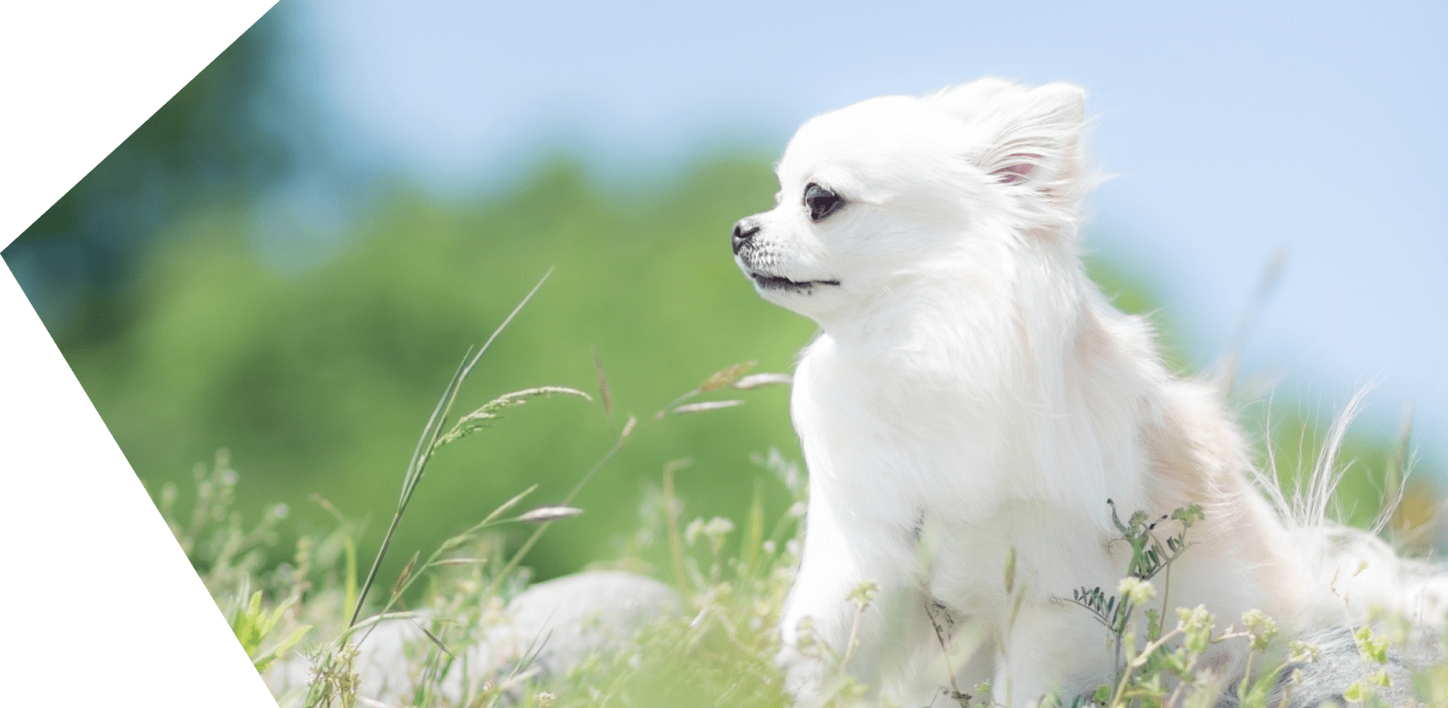 子犬の画像